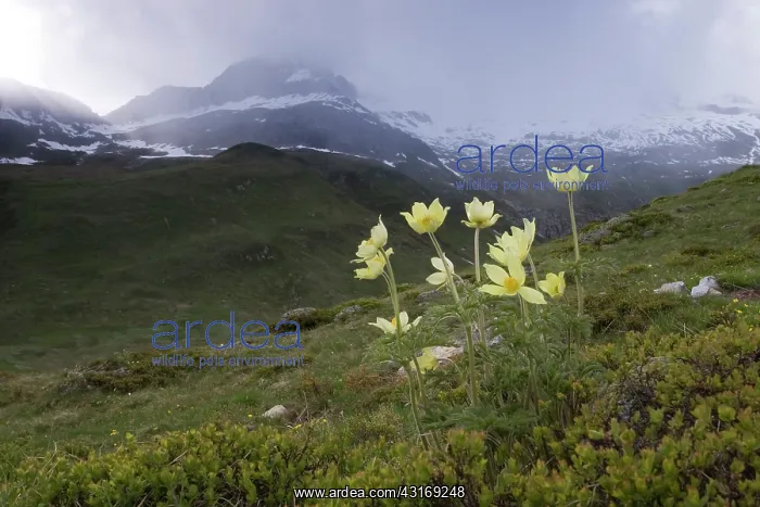 : Alpine Pasque Flower : Alpine Pasque Flower