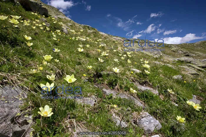 : Alpine Pasque Flowers : Alpine Pasque Flowers