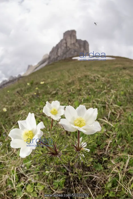 : Alpine pasqueflower or alpine anemone (Pulsatilla alpina) growing in high-altitude environment, Veneto, Italy : Alpine pasqueflower or alpine anemone (Pulsatilla alpina) growing in high-altitude environment, Veneto, Italy