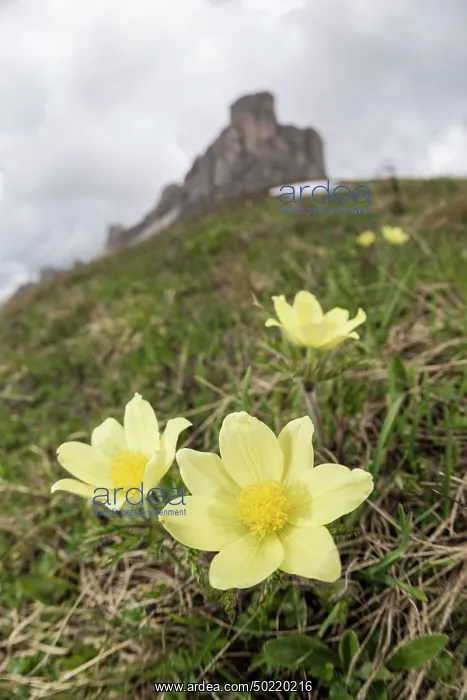 : Alpine pasqueflower or alpine anemone (Pulsatilla alpina) growing in high-altitude environment, Veneto, Italy : Alpine pasqueflower or alpine anemone (Pulsatilla alpina) growing in high-altitude environment, Veneto, Italy