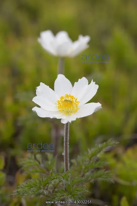 : Alpine Pasqueflower - flowering - Harz National : Alpine Pasqueflower - flowering - Harz National