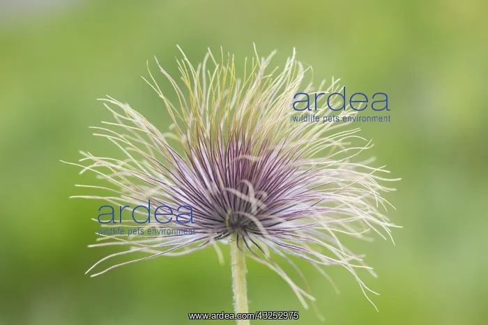 : Alpine Pasqueflower - seed head - Harz National : Alpine Pasqueflower - seed head - Harz National