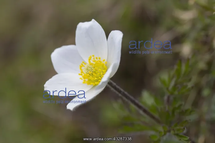 : Alpine pasqueflower, White Pasque Flower - flowering : Alpine pasqueflower, White Pasque Flower - flowering