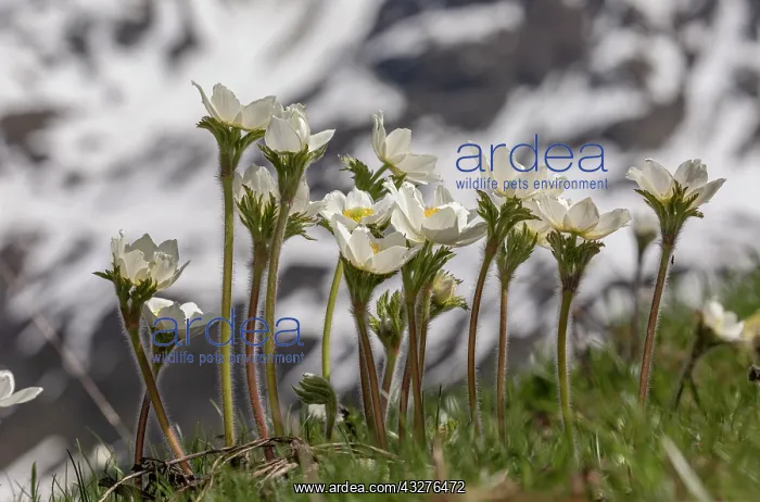 : Alpine pasqueflowers, Pulsatilla alpina, in flower : Alpine pasqueflowers, Pulsatilla alpina, in flower