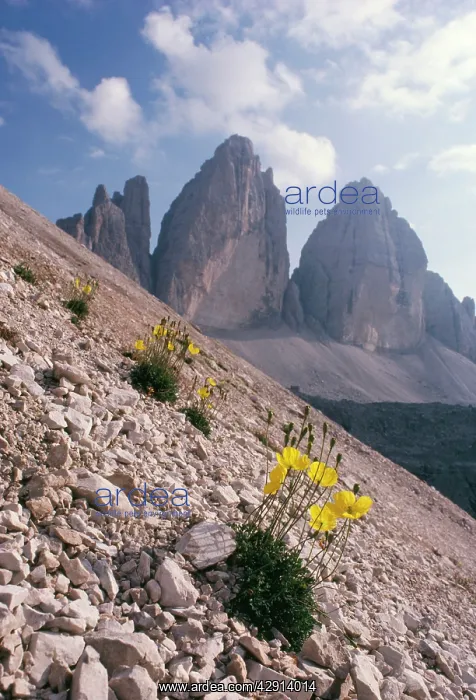  : Alpine POPPY