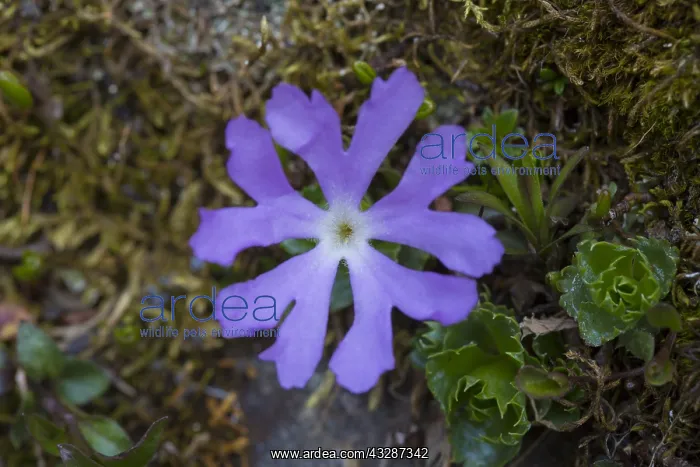 : Alpine Primrose - flowering - Hohe Tauern National : Alpine Primrose - flowering - Hohe Tauern National