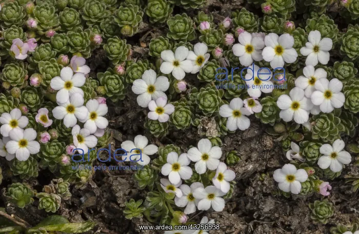 : Alpine rock-jasmine, Androsace alpina clump in flower : Alpine rock-jasmine, Androsace alpina clump in flower
