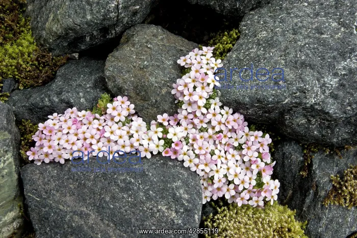 : Alpine Rock-Jasmine - cushion alpine at high altitude : Alpine Rock-Jasmine - cushion alpine at high altitude
