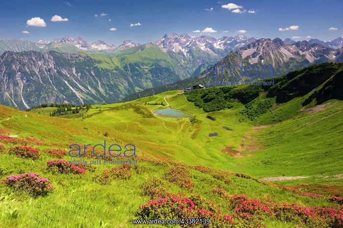 : Alpine rose blossom, panorama from Fellhorn over Schlappolds : Alpine rose blossom, panorama from Fellhorn over Schlappolds