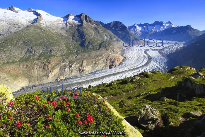 : Alpine rose( Rhododendron spec.), Bathtub horns, Aletsch : Alpine rose( Rhododendron spec.), Bathtub horns, Aletsch