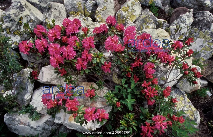 : Alpine-rose on rocks : Alpine-rose on rocks