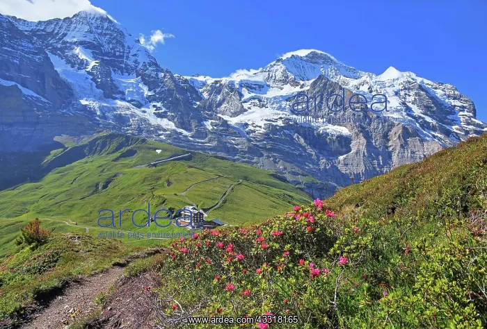 : Alpine Roses on Kleine Scheidegg in front of Mnnch : Alpine Roses on Kleine Scheidegg in front of Mnnch