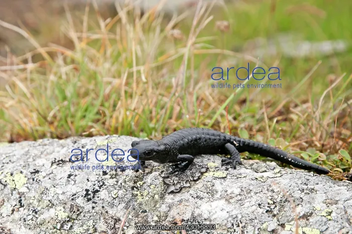  : Alpine Salamander on rock