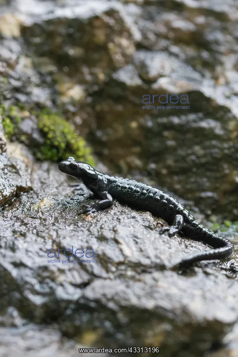 : Alpine salamander (Salamandra atra), on damp stone : Alpine salamander (Salamandra atra), on damp stone
