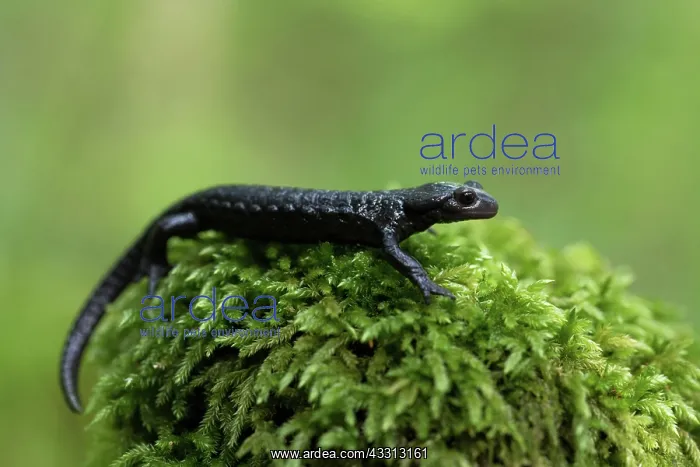 : Alpine salamander (Salamandra atra), running on : Alpine salamander (Salamandra atra), running on