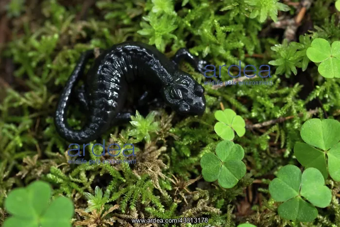 : Alpine salamander (Salamandra atra), stands moss : Alpine salamander (Salamandra atra), stands moss