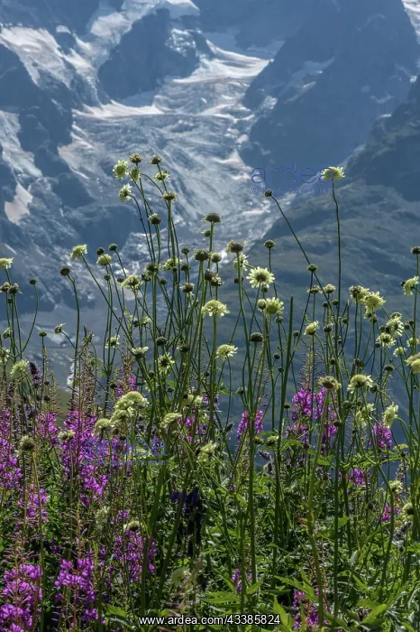 : Alpine scabious, Cephalaria alpina, and Rosebay : Alpine scabious, Cephalaria alpina, and Rosebay