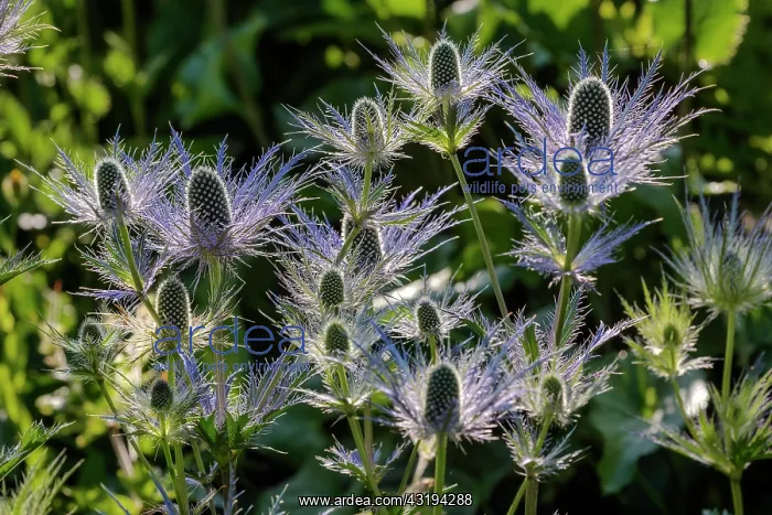 : Alpine Sea holly (Eryngium alpinum) in bloom in : Alpine Sea holly (Eryngium alpinum) in bloom in