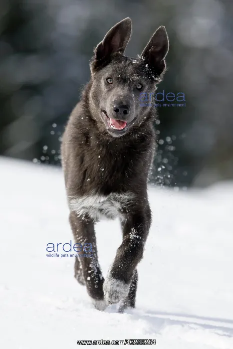 : Alpine Shepherd running in the snow, North Tyrol : Alpine Shepherd running in the snow, North Tyrol