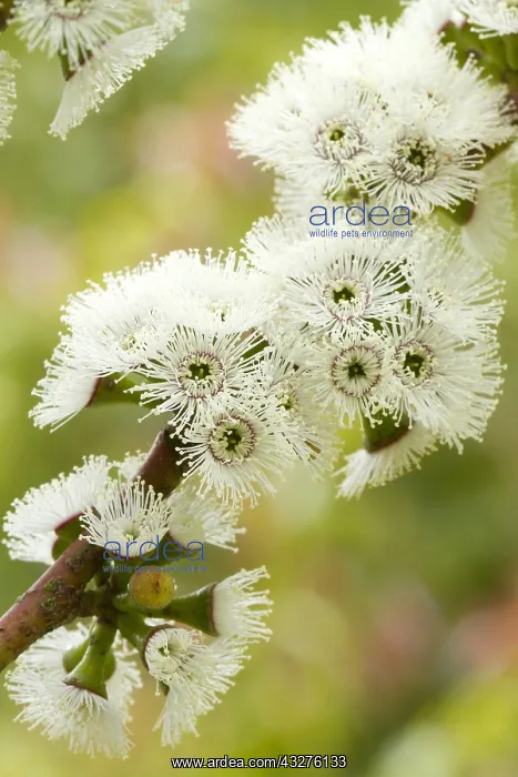 : Alpine snow gum (Eucalyptus pauciflora subsp. niphophila) : Alpine snow gum (Eucalyptus pauciflora subsp. niphophila)