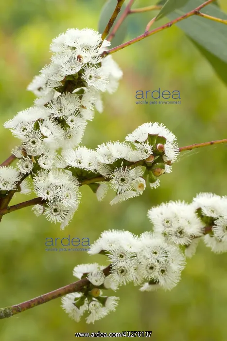 : Alpine snow gum (Eucalyptus pauciflora subsp. niphophila) : Alpine snow gum (Eucalyptus pauciflora subsp. niphophila)