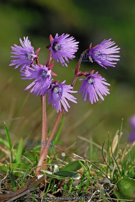  : Alpine Snowbell