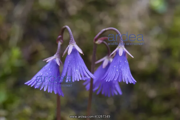 : Alpine Snowbell - flowering - Hohe Tauern National : Alpine Snowbell - flowering - Hohe Tauern National