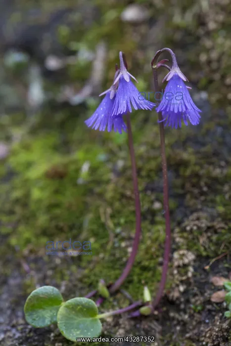 : Alpine Snowbell - flowering - Hohe Tauern National : Alpine Snowbell - flowering - Hohe Tauern National
