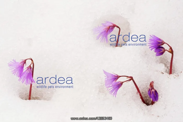 : Alpine Snowbell - in snow : Alpine Snowbell - in snow