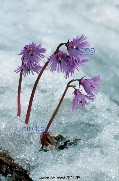 : Alpine Snowbell in snow : Alpine Snowbell in snow