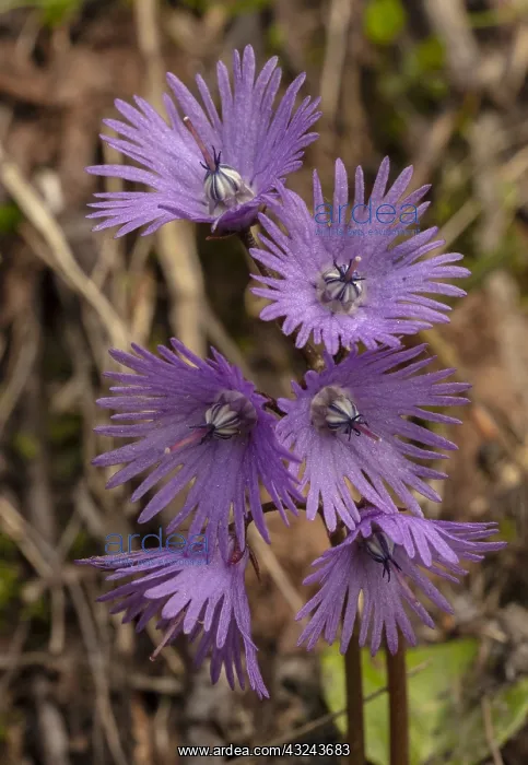 : Alpine Snowbell, Soldanella alpina, in flower in : Alpine Snowbell, Soldanella alpina, in flower in
