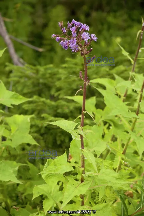 : Alpine sow-thistle : Alpine sow-thistle