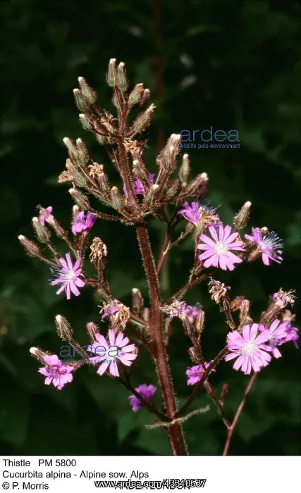 : ALPINE SOW THISTLE : ALPINE SOW THISTLE