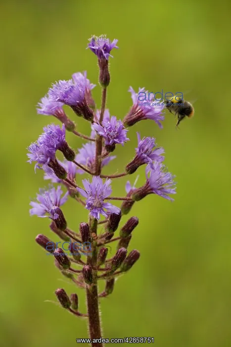 : Alpine sow-thistle - with visiting bumble bee : Alpine sow-thistle - with visiting bumble bee