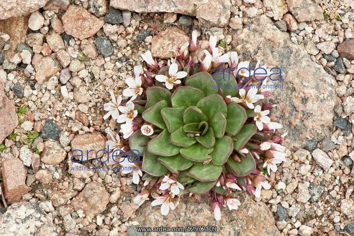 : Alpine Spring Beauty - growing in scree : Alpine Spring Beauty - growing in scree