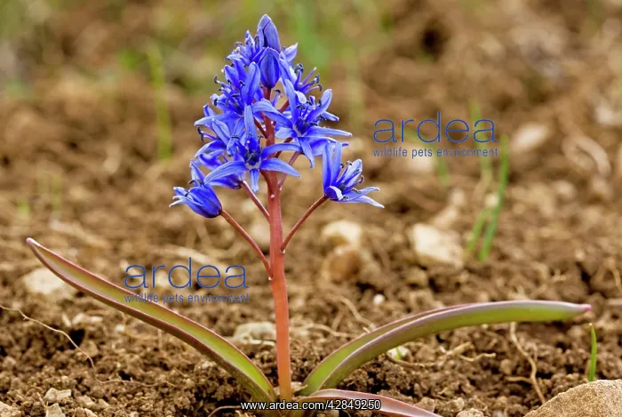 : Alpine Squill : Alpine Squill