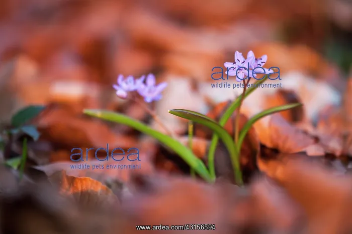  : Alpine squill