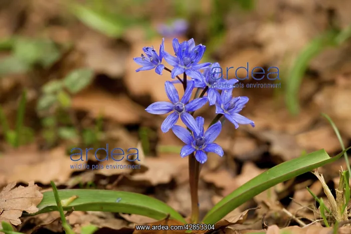 : Alpine squill - in high beech woodland : Alpine squill - in high beech woodland