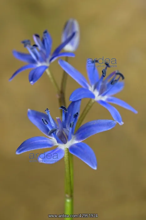  : Alpine Squill - portrait