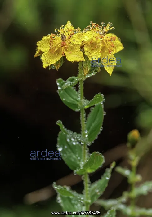  : Alpine St John's Wort, Hypericum richeri subsp