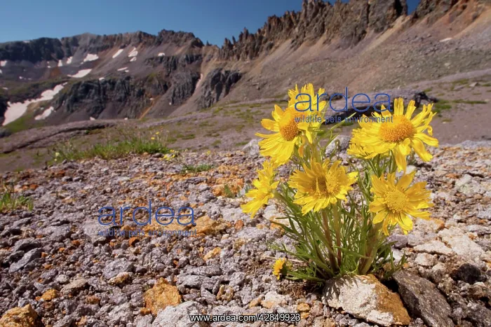 : Alpine Sunflower, Old Man of the Mountains / Mountain : Alpine Sunflower, Old Man of the Mountains / Mountain