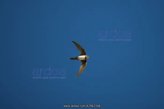 : Alpine Swift : Alpine Swift