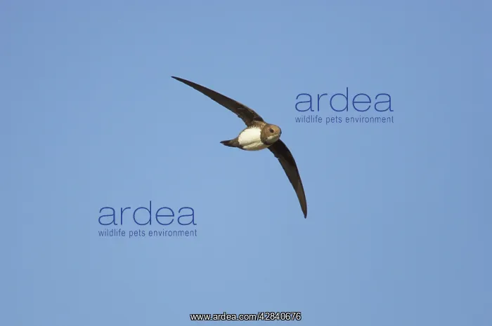 : Alpine Swift - In Flight : Alpine Swift - In Flight