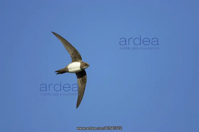 : Alpine Swift - In Flight : Alpine Swift - In Flight