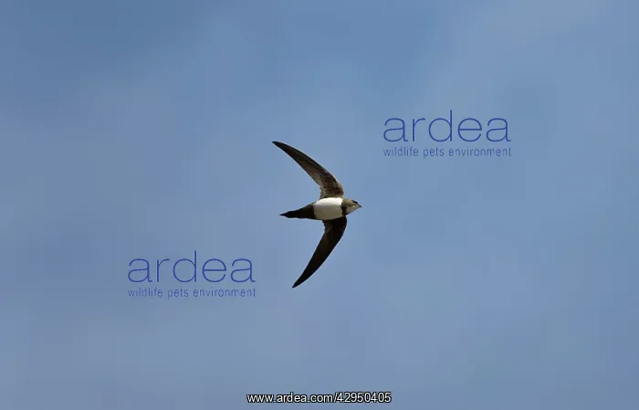 : Alpine Swift in flight : Alpine Swift in flight