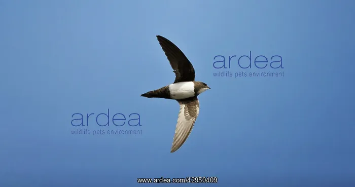 : Alpine Swift in flight : Alpine Swift in flight