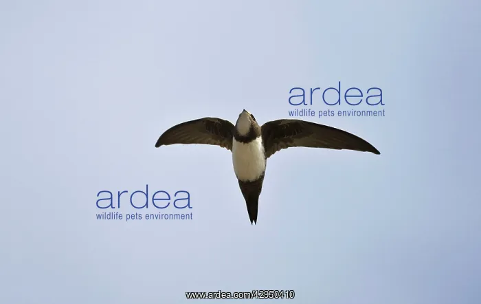 : Alpine Swift in flight : Alpine Swift in flight