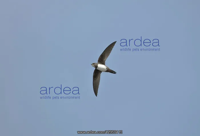 : Alpine Swift in flight : Alpine Swift in flight