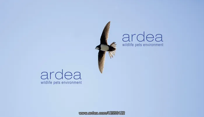  : Alpine Swift in flight