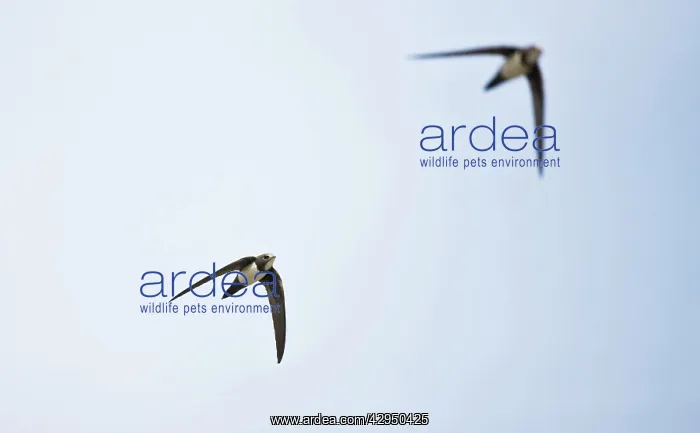 : Alpine Swift in flight : Alpine Swift in flight